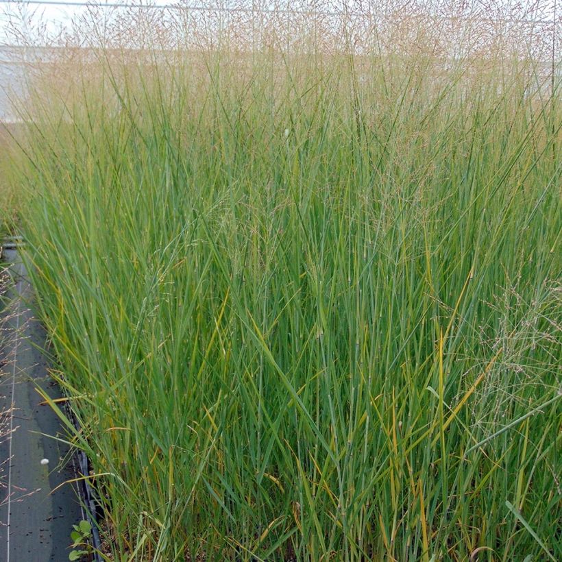 Panicum virgatum Cloud Nine (Porto)