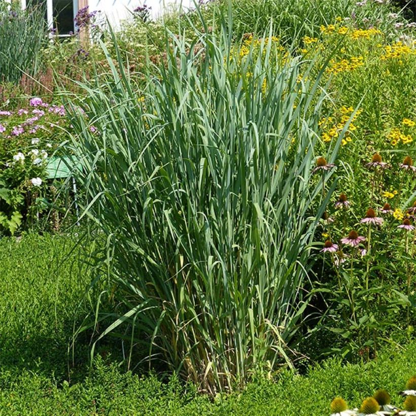 Panicum virgatum Dallas Blues (Porto)