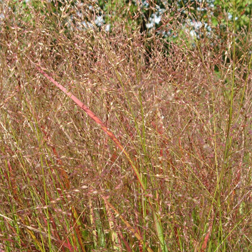 Panicum virgatum Hanse Herms (Fioritura)