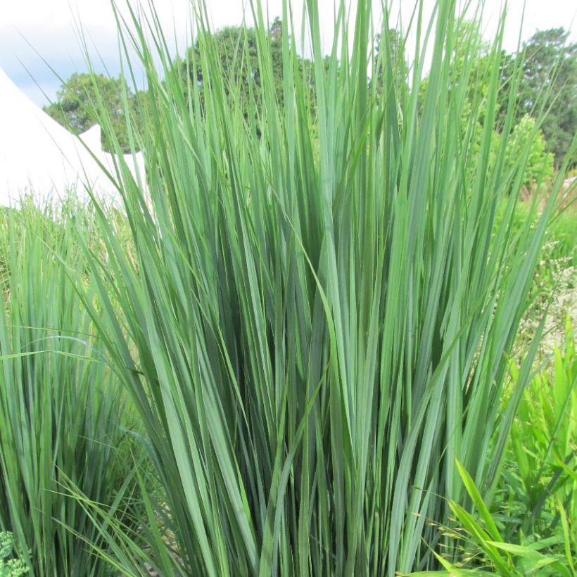 Panicum virgatum Northwind (Fogliame)