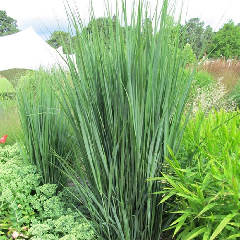 Panicum virgatum Northwind (Porto)