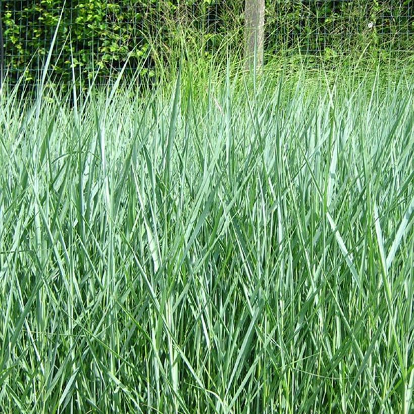 Panicum virgatum Prairie Sky (Porto)