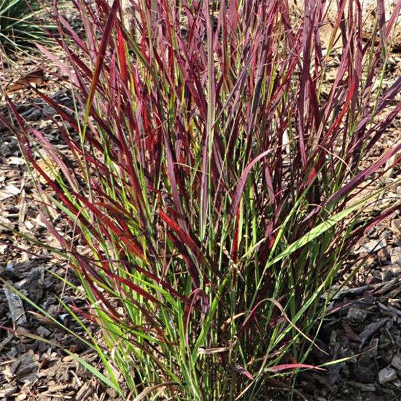 Panicum virgatum Sangria (Fogliame)