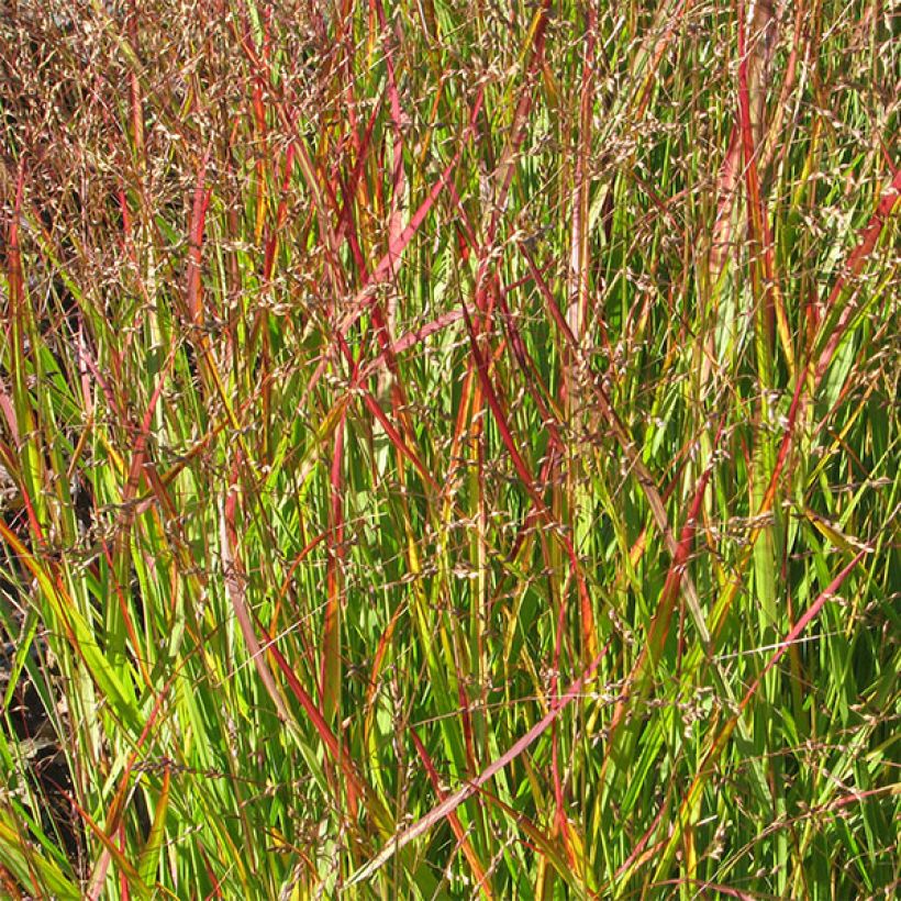 Panicum virgatum Shenandoah (Fogliame)