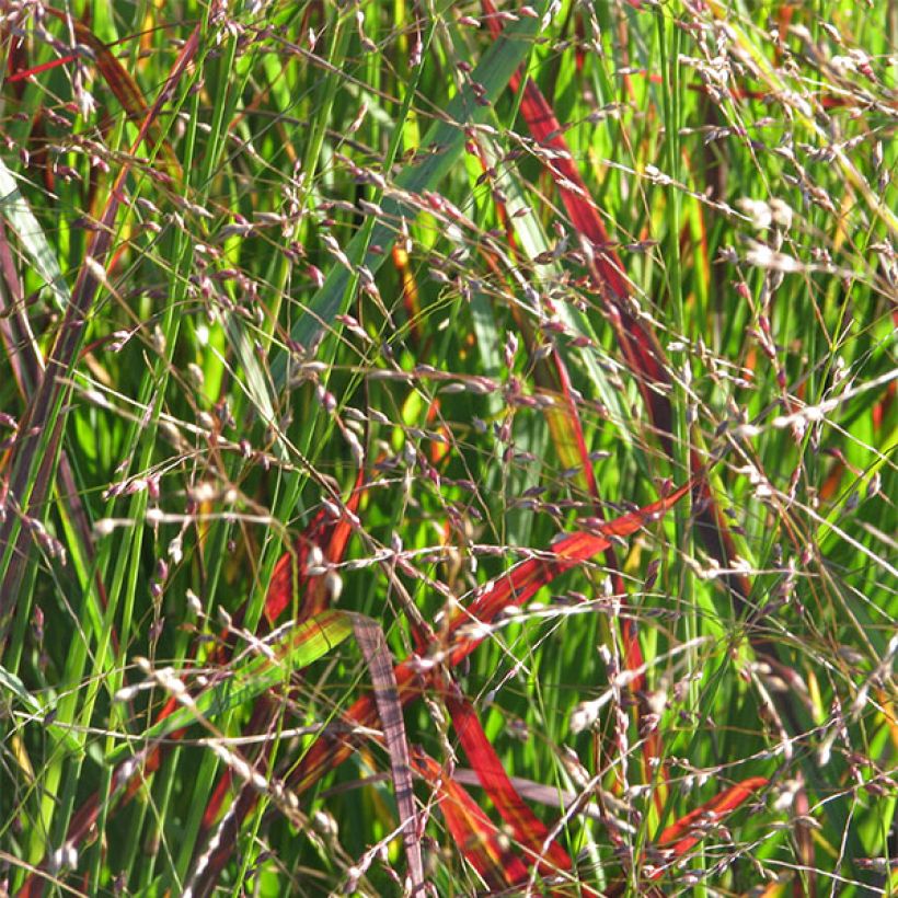 Panicum virgatum Shenandoah (Fioritura)