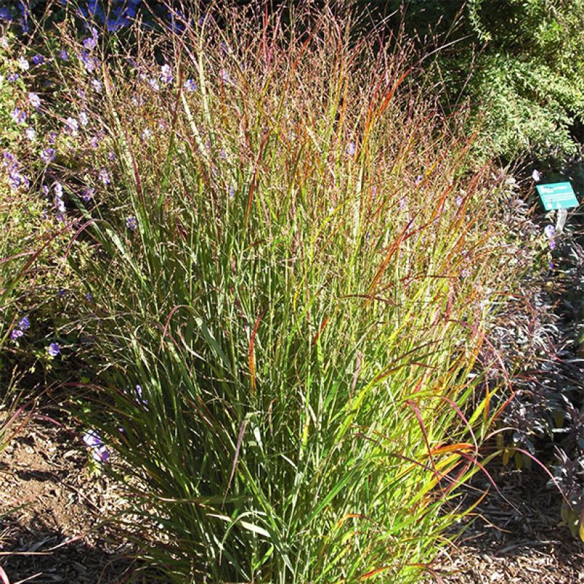 Panicum virgatum Shenandoah (Porto)