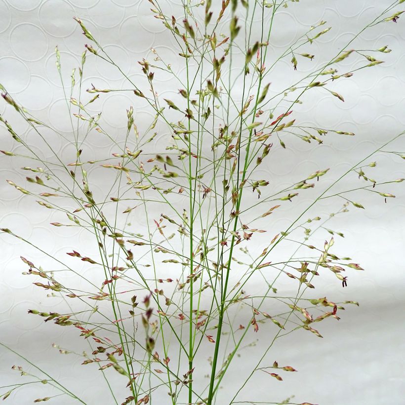 Panicum virgatum Squaw (Fioritura)