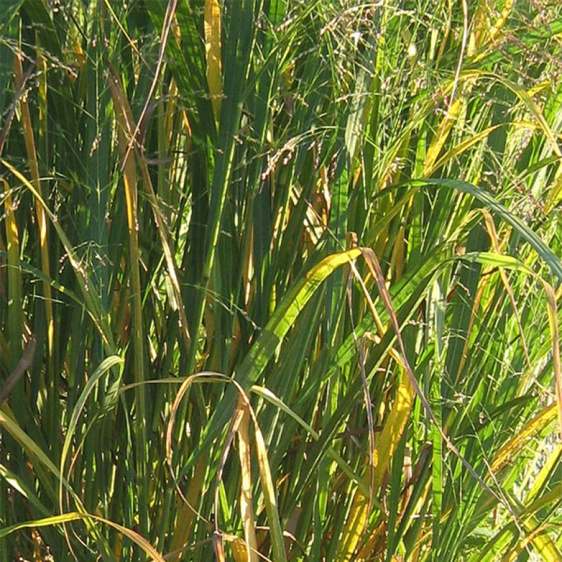 Panicum virgatum Thundercloud (Fogliame)