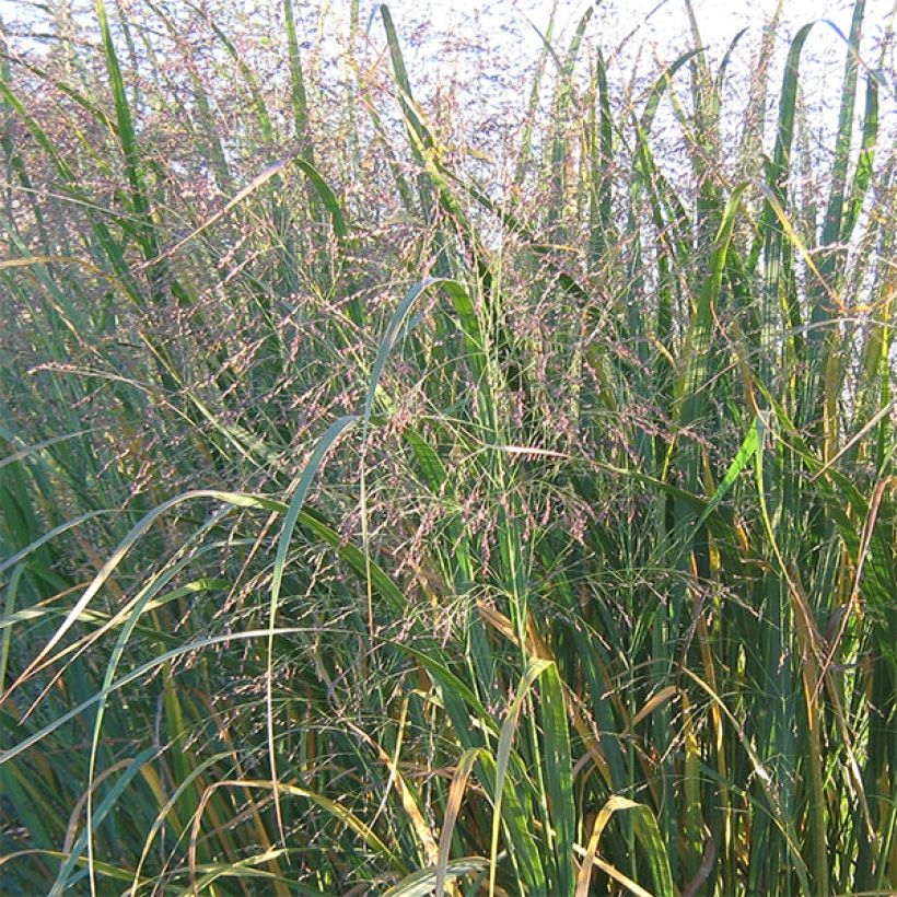 Panicum virgatum Thundercloud (Fioritura)