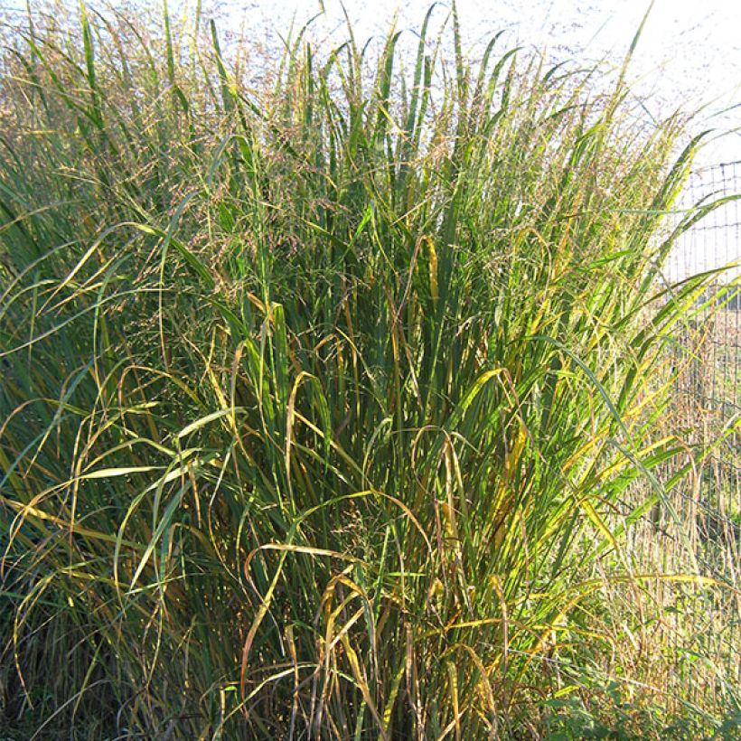 Panicum virgatum Thundercloud (Porto)