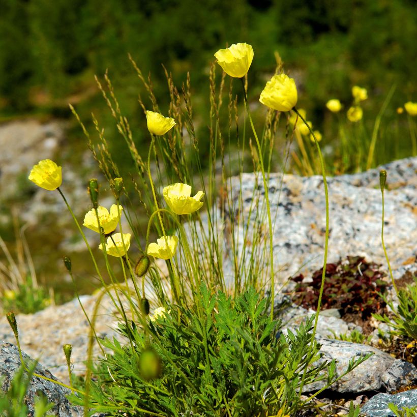 Pavot des Alpes - Papaver alpinum (Porto)