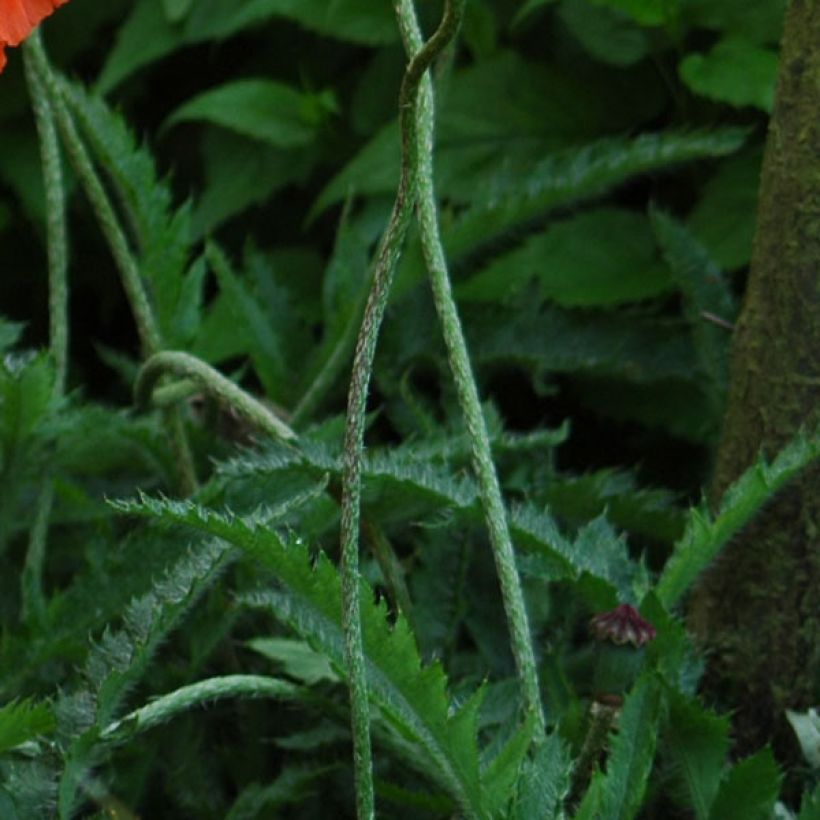 Papaver orientale Allegro (Fogliame)