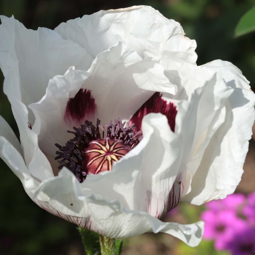 Papaver orientale Perry's White (Fioritura)