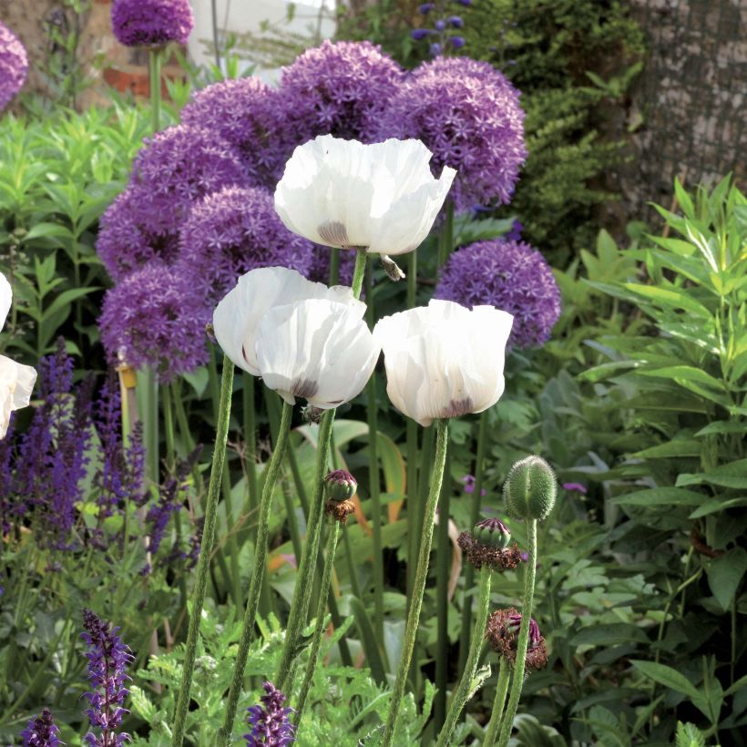 Papaver orientale Perry's White (Porto)