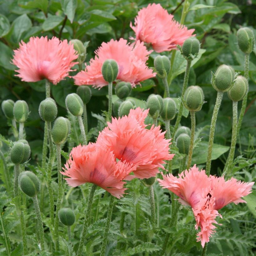 Papaver orientale Pink Ruffles (Fioritura)