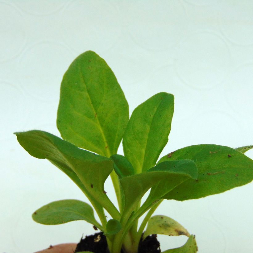 Bellis perennis Robella - Pratolina comune (Fogliame)