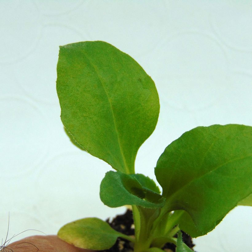 Bellis perennis Tasso White - Pratolina comune (Fogliame)