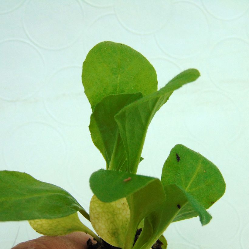 Bellis perennis Tasso Red - Pratolina comune (Fogliame)