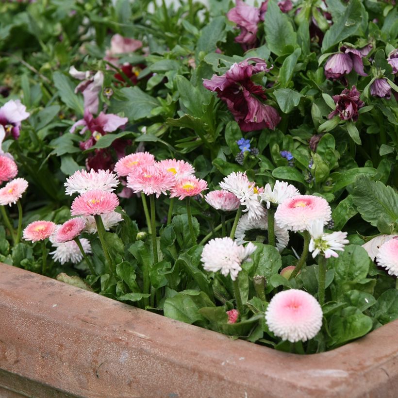 Bellis perennis Tasso Strawberries & Cream - Pratolina comune (Porto)