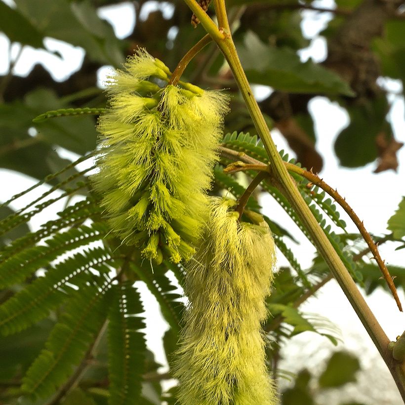 Paraserianthes lophantha - Albizia piumosa (Fioritura)