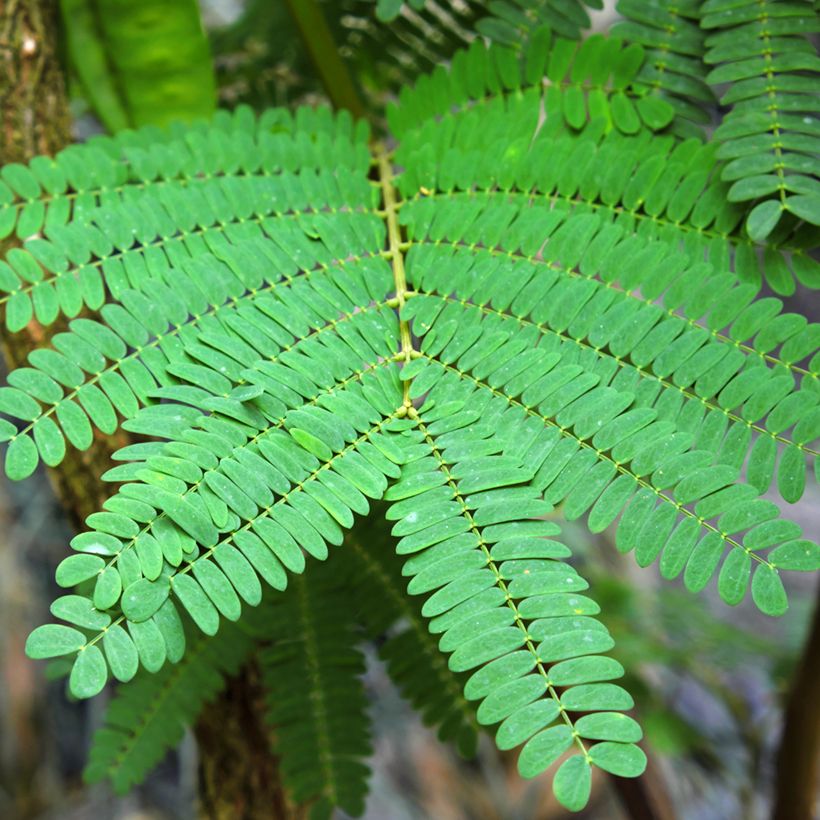 Paraserianthes lophantha - Albizia piumosa (Fogliame)