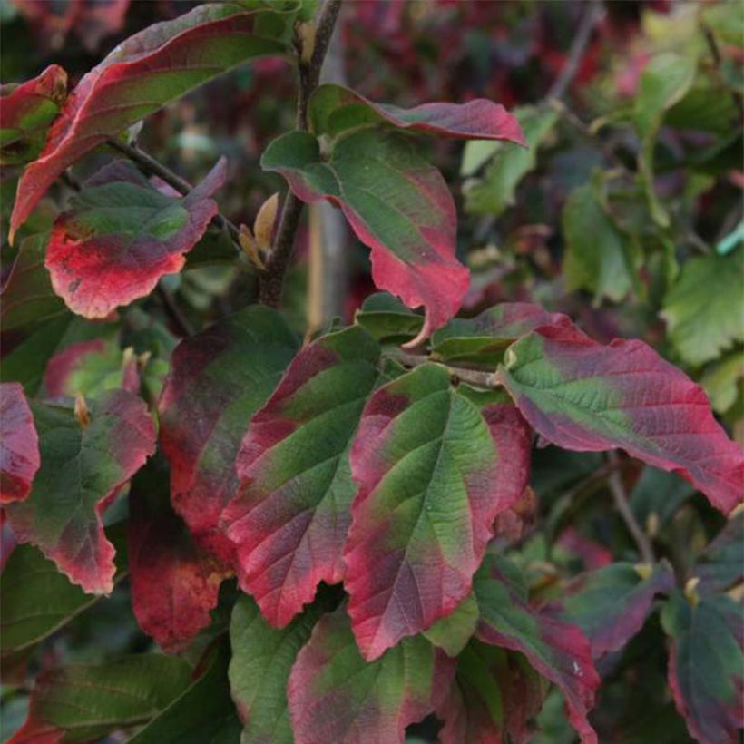 Parrotia persica Vanessa (Fogliame)