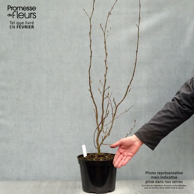 Parrotia persica Vanessa - Arbre de fer Pot de 4L/5L esemplare consegnato in inverno