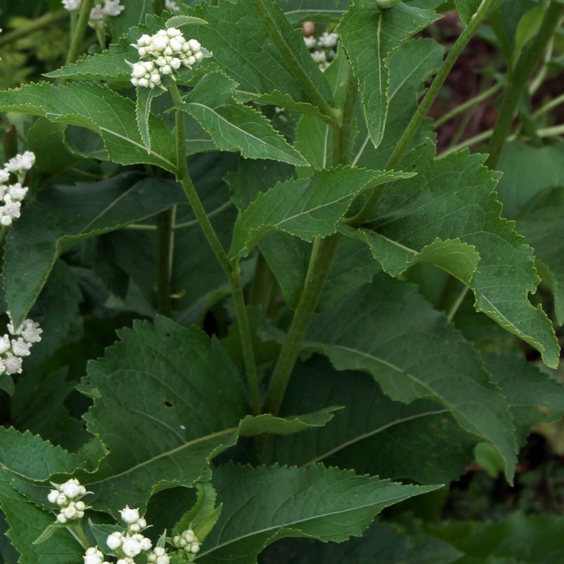 Parthenium integrifolium - Chinino selvatico (Fogliame)