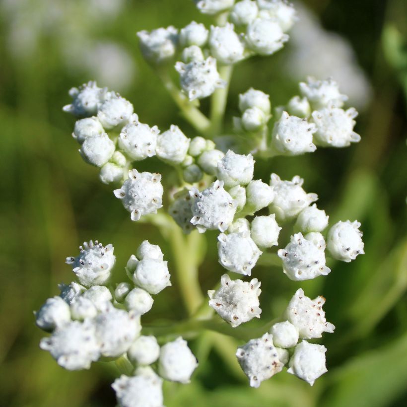 Parthenium integrifolium - Chinino selvatico (Fioritura)