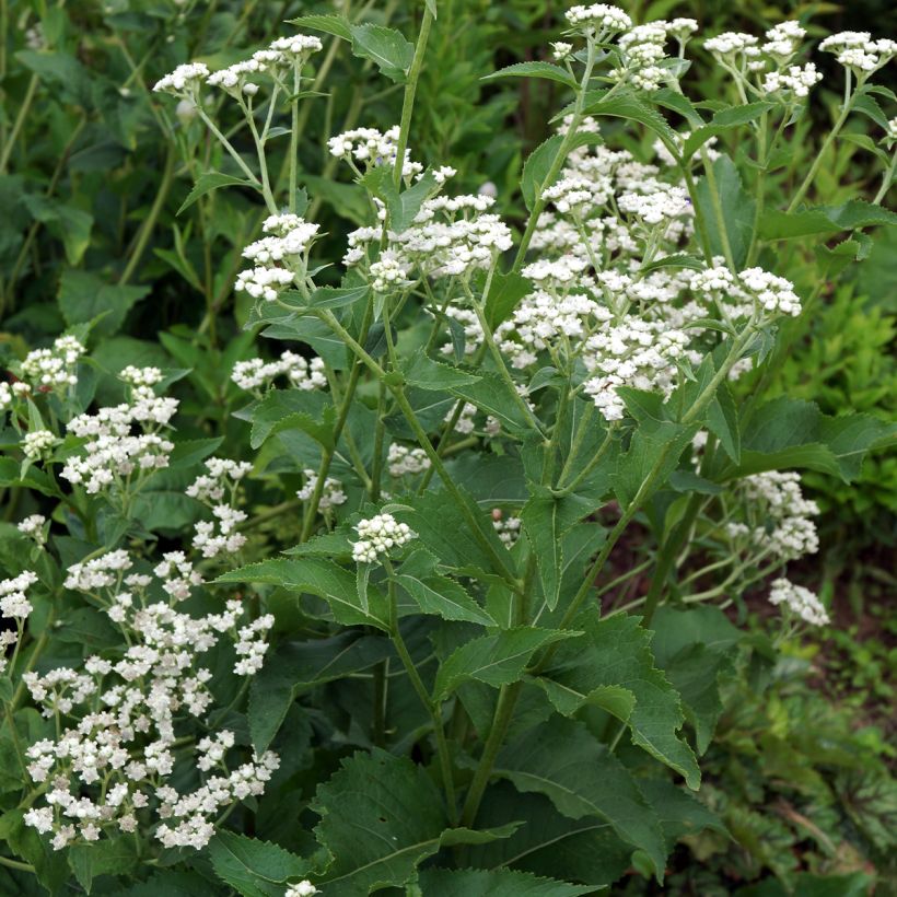 Parthenium integrifolium - Chinino selvatico (Porto)