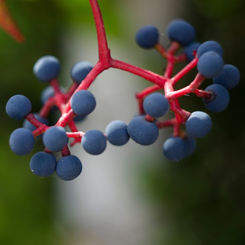 Parthenocissus quinquefolia Murorum - Vite americana (Raccolta)