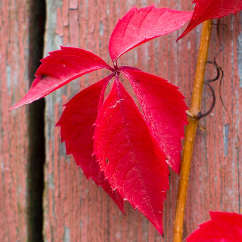 Parthenocissus quinquefolia Red wall Troki - Vite americana (Fogliame)