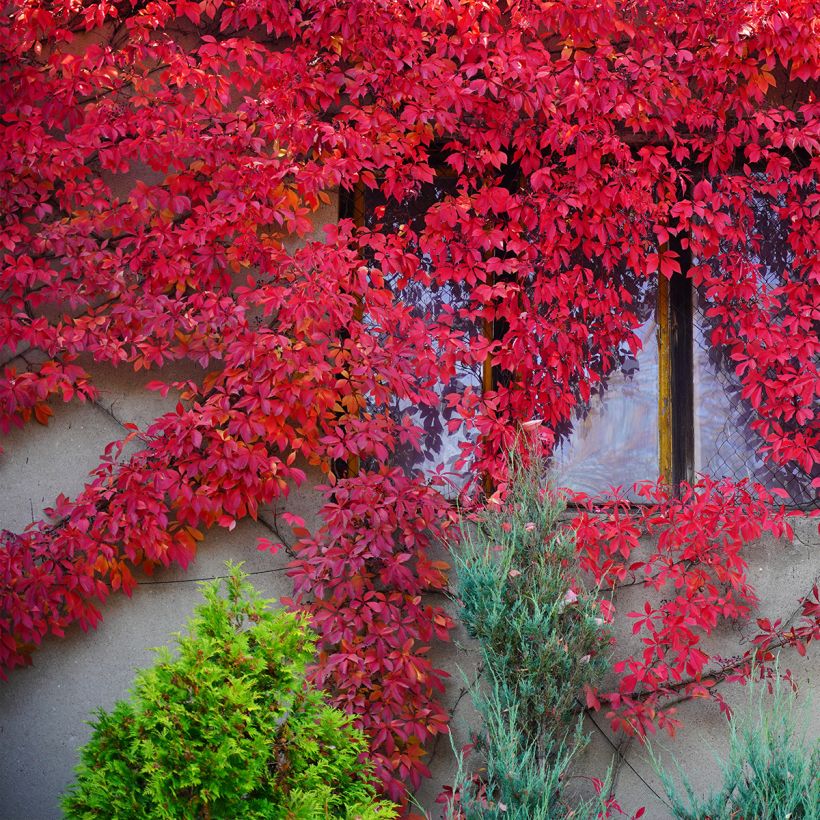 Parthenocissus quinquefolia Red wall Troki - Vite americana (Porto)