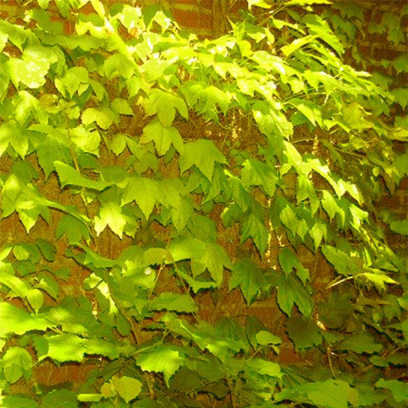 Parthenocissus tricuspidata Fenway Park (Porto)