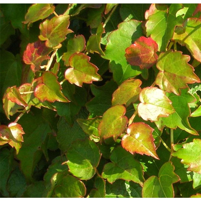 Parthenocissus tricuspidata Minutifolia (Fogliame)