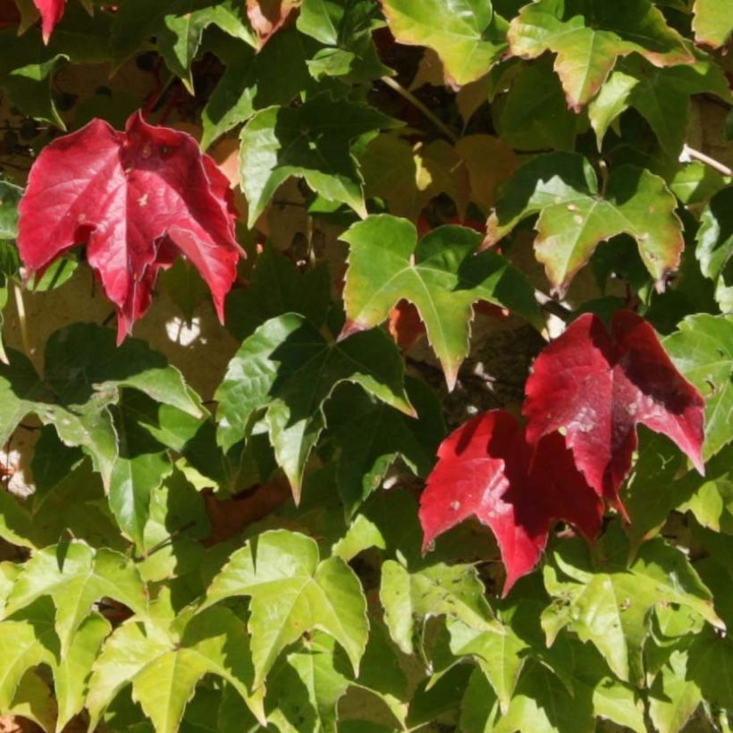 Parthenocissus tricuspidata Veitchii Robusta (Fogliame)