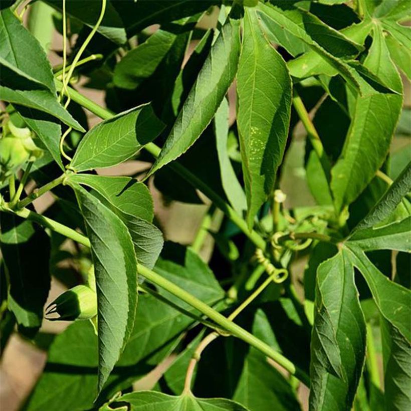 Passiflora Incense (Fogliame)