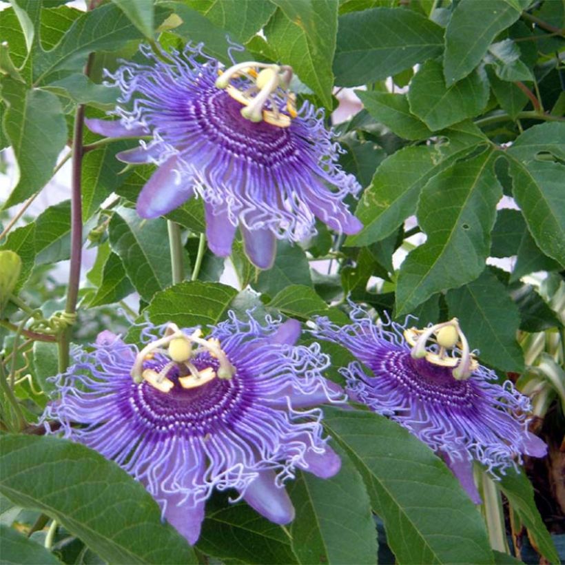 Passiflora Incense (Fioritura)