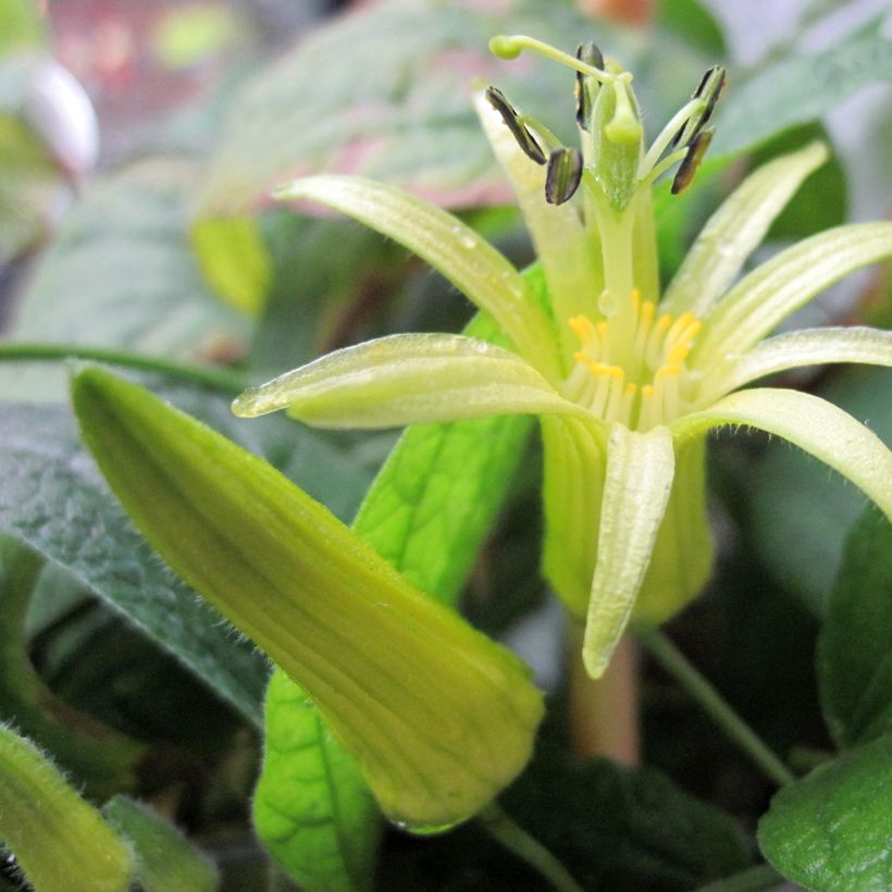 Passiflora citrina (Fioritura)