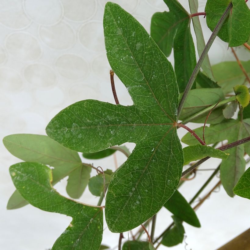 Passiflora subpeltata (Fogliame)