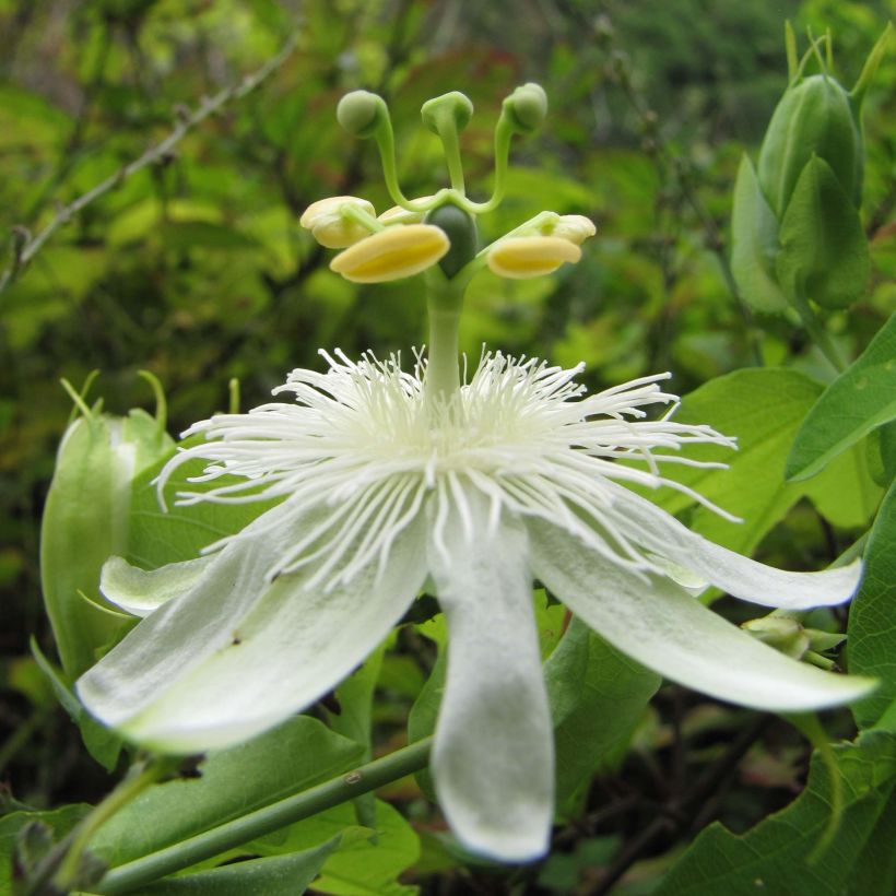 Passiflora subpeltata (Fioritura)