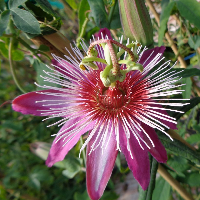 Passiflora Anastasia (Fioritura)