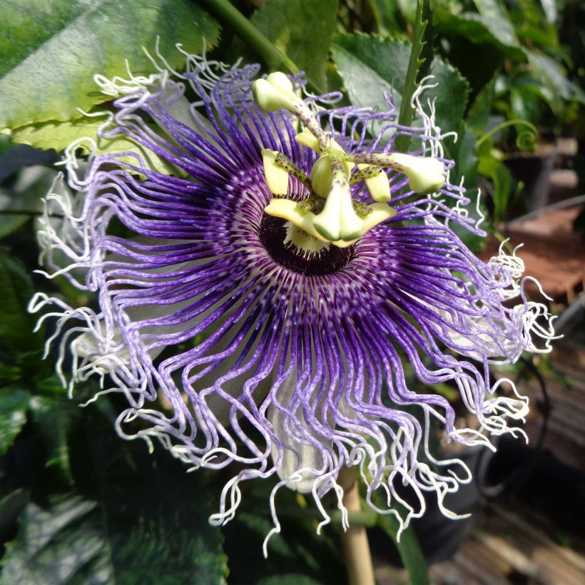 Passiflora Byron Beauty (Fioritura)