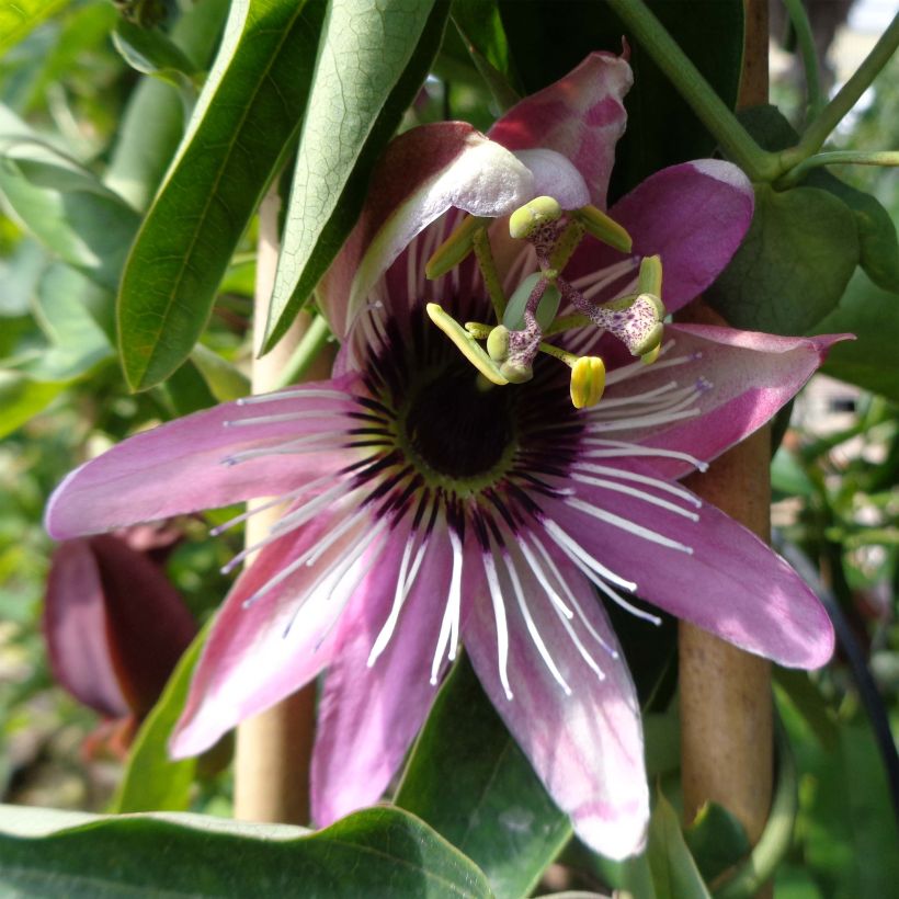 Passiflora caerulea x racemosa (Fioritura)