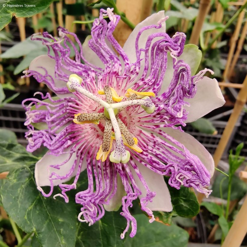 Passiflora incarnata Eia popeia (Fioritura)