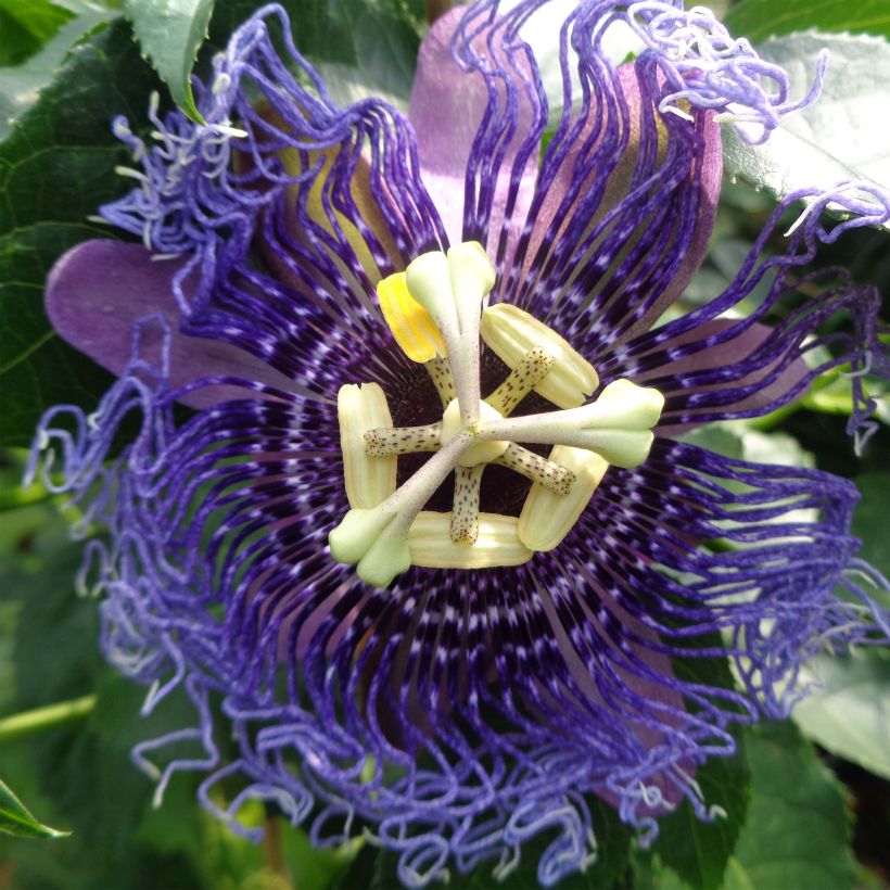 Passiflora Essenza (Fioritura)