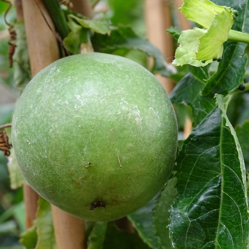 Passiflora Essenza (Raccolta)