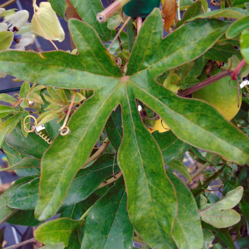 Passiflora Lady Betty Myles Young (Fogliame)