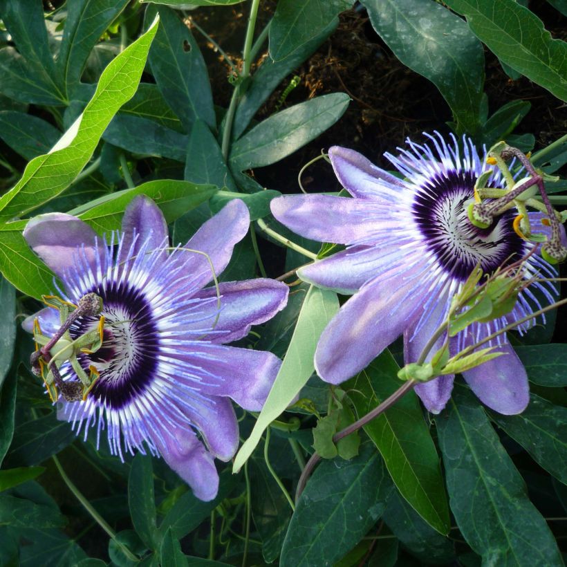 Passiflora Lady Betty Myles Young (Fioritura)