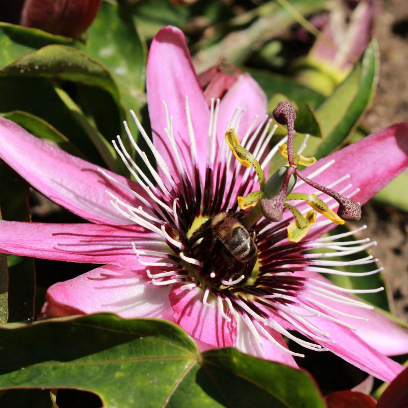 Passiflora Eden (Fioritura)